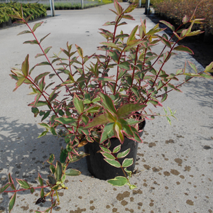 Hypericum Moserianum Tricolor (St. Johns Wort)